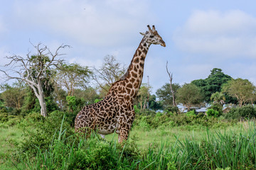 Long Neck Spotted Giraffes in the Mikumi National Park,  Tanzania