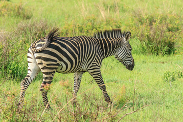 Black and White Striped Zebras in the Mikumi National Park, Tanzania