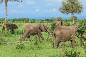 Obraz premium Elephants in the Mikumi National Park, Tanzania