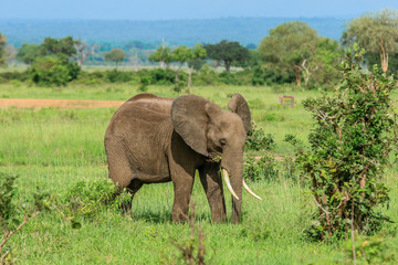 Naklejka na ściany i meble Elephants in the Mikumi National Park, Tanzania