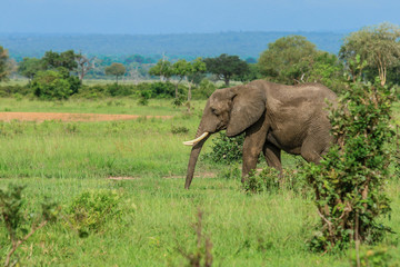 Obraz na płótnie Canvas Elephants in the Mikumi National Park, Tanzania