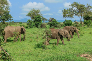 Naklejka premium Elephants in the Mikumi National Park, Tanzania