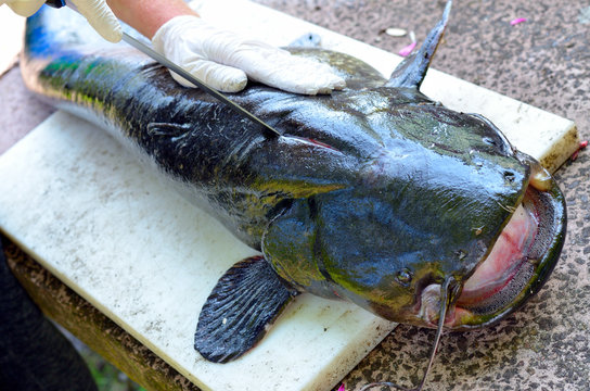 Frischer Wels Waller Schaidfisch auf einem Schneidebrett