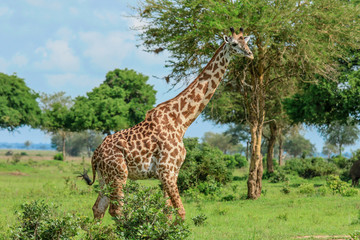 Fototapeta premium Long Neck Spotted Giraffes in the Mikumi National Park, Tanzania