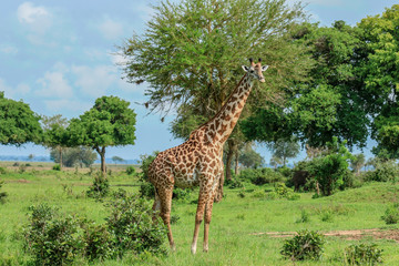 Long Neck Spotted Giraffes in the Mikumi National Park,  Tanzania