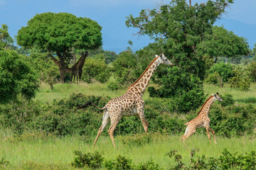 Long Neck Spotted Giraffes in the Mikumi National Park,  Tanzania