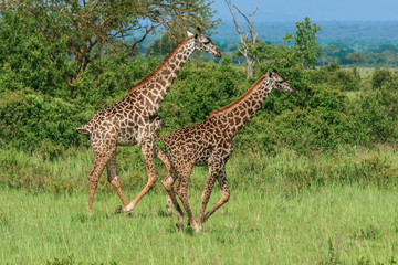 Long Neck Spotted Giraffes in the Mikumi National Park,  Tanzania