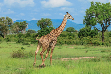 Fototapeta premium Long Neck Spotted Giraffes in the Mikumi National Park, Tanzania