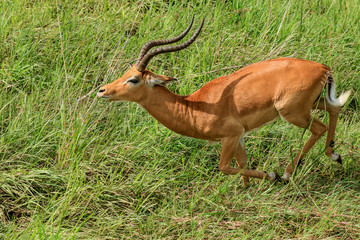 Wild Impalas in the Mikumi National Park, Tanzania