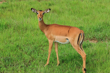 Wild Impalas in the Mikumi National Park, Tanzania