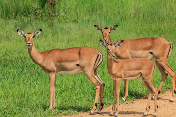 Naklejka na ściany i meble Wild Impalas in the Mikumi National Park, Tanzania