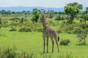 Long Neck Spotted Giraffes in the Mikumi National Park,  Tanzania