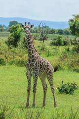 Naklejka na ściany i meble Long Neck Spotted Giraffes in the Mikumi National Park, Tanzania