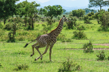 Long Neck Spotted Giraffes in the Mikumi National Park,  Tanzania