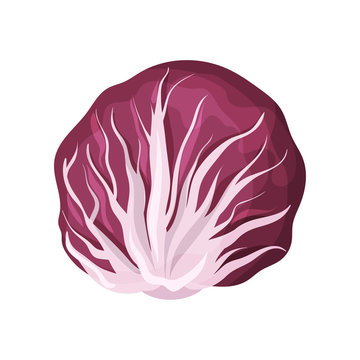 Radicchio fresh salad leaves, healthy organic vegetarian food, vector Illustration on a white background