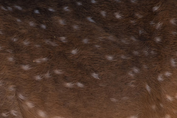 The sika deer On brown ground.