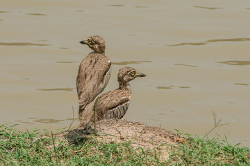 Wild Aquatic Birds in the Mikumi National Park, Tanzania