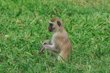 Wild Monkey in the Mikumi National Park, Tanzania