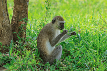 Wild Monkey in the Mikumi National Park, Tanzania