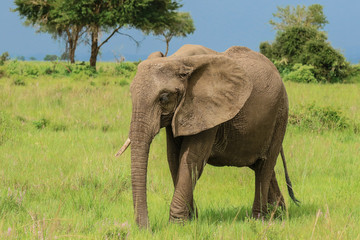 Obraz premium Elephants in the Mikumi National park, Tanzania