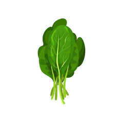 Kale fresh salad leaves, healthy organic vegetarian food, vector Illustration on a white background