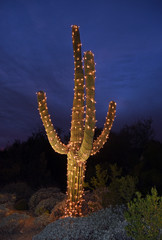 Saguaro cactus with christmas lights in Arizona