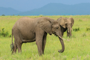 Naklejka na ściany i meble Elephants in the Mikumi National park, Tanzania