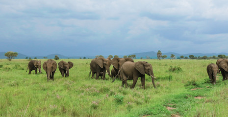 Obraz na płótnie Canvas Elephants in the Mikumi National park, Tanzania