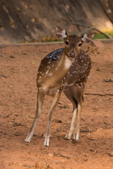 The sika deer On brown ground.