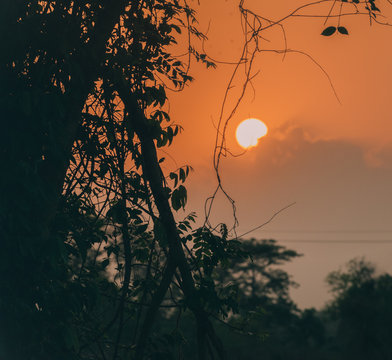 tree at sunset