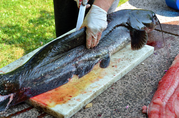 Frischer Wels Waller Schaidfisch auf einem Schneidebrett