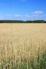 Field of ripe wheat ears
