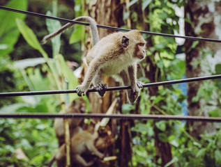 Closeup of monkey balancing on electric cables in Thailand.