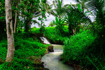 A small, beautiful River in the Jungle