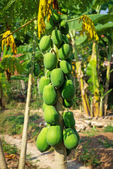 Papaya Baum