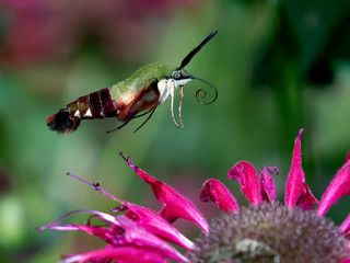 Hummingbird Moth Hover
