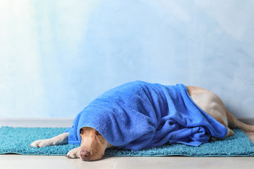 Cute dog with towel after washing lying on floor
