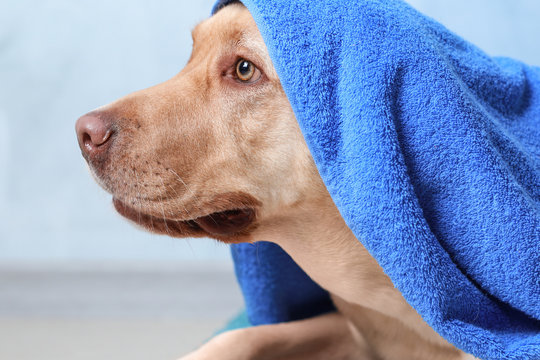 Cute dog with towel after washing on color background