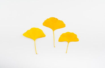 Drei gelbe Ginkgo Blätter auf weißem Hintergrund