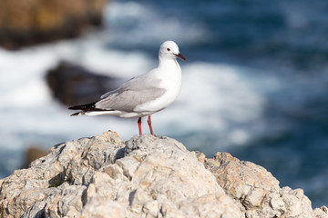 Gull on a stone