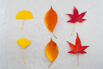 Herbstblätter auf grauem Beton Hintergrund symetrisch angeordnet