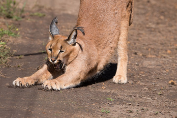 caracal Streching Wildcat
