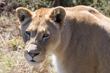 lioness stares into camera