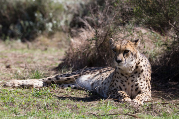 cheetah lies