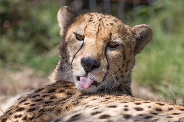 Cheetah shows the tongue