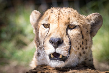 Portrait of a cheetah