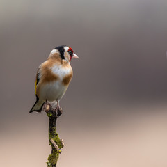Goldfinch perched on a branch