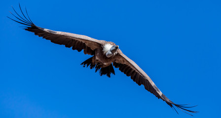 Vulture