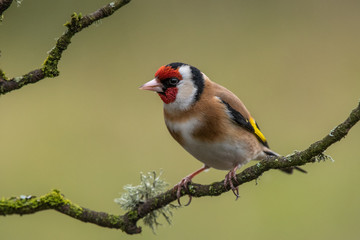 Goldfinch perched on a branch
