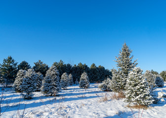 Snow covered trees at a Christmas tree farm.